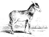 Greater Wild Ass or Dziggetai (Asinus hemionus), Heb. PeReA or `aROD